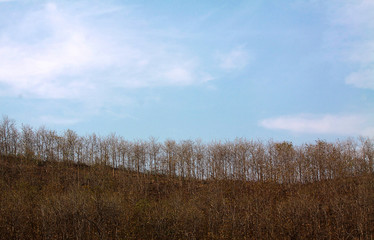 Obraz premium nature creation of curves