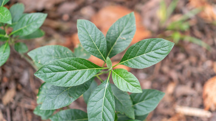 Gymnanthemum extensum plant in a vegetable garden.