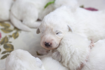 A white newborn puppy has a black pigment on its nose