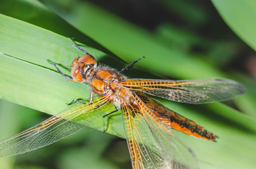 Dragonfly sits on a branch with leaves/dragonfly sits on green grass. Wild nature