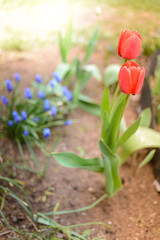 Fototapeta premium field flowers two red tulips. Spring background. Beautiful meadow/Beautiful nature scene with blooming red tulip. Spring background. Beautiful meadow.