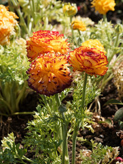 Bouquet de renoncules des fleuristes ou renoncule de Perse (Ranunculus asiaticus)