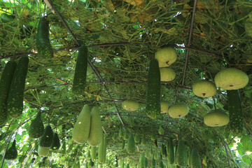 Organic winter melon in tha garden.