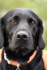 labrador