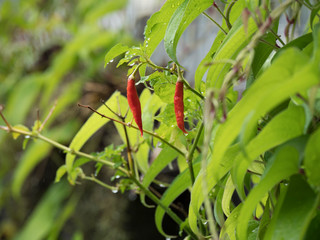 Piment Oiseau ou Piment Martin