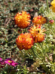 (Ranunculus asiaticus) Renoncule des fleuristes ou renoncule asiatique, magnifique fleur de bouquet attractives aux pétales en coupe bicolore jaune, orange et rouge