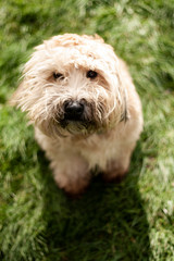 Wheaten Terrier