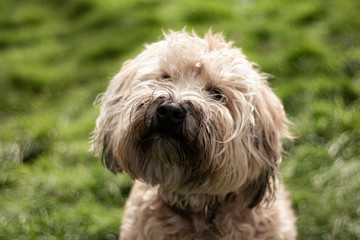 Wheaten Terrier