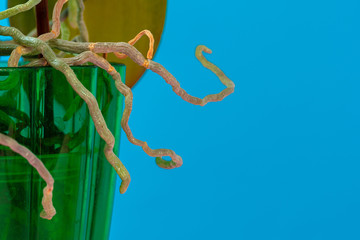 Orchid plant roots in a green pot close up. Photo