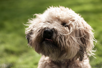 Wheaten Terrier