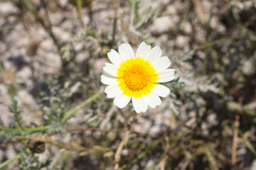 Pretty daisy with an orange yellow eye.