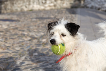 Dog playing with a tennis ball in its mouth.