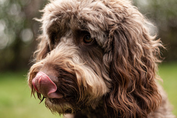 labradoodle