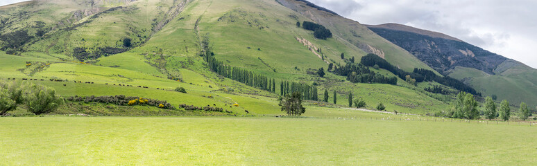 livestock in geen landscape, near Athol, Southland, New Zealand