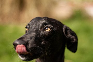 Black Whippet