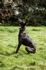 Black Whippet