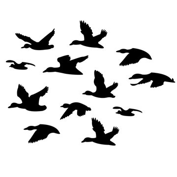 flock of black ducks flying on a white background