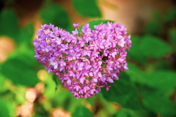 Heart Flowers