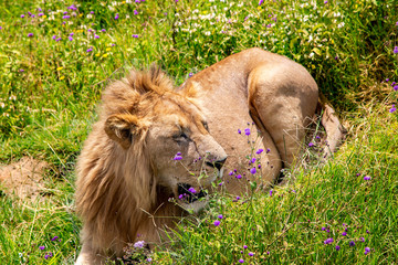 Young male African lion resting on a meadow in the Ngorongoro Crater, national park Tanzania.