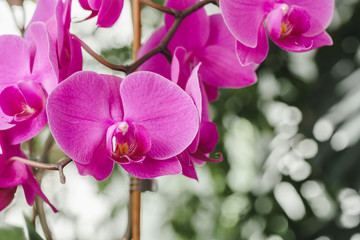 Orchid flower blossoms close up on blurred background. Botanical garden
