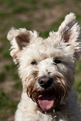 westie