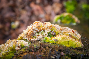Fungus on tree stump in Highgate wood, London