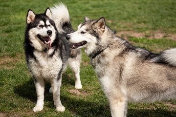 2 Alaskan Malamutes