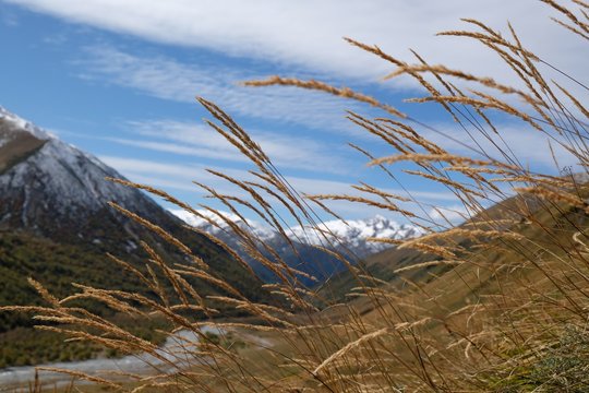 Mountain landscape with autumn yellow grass in foreground and Khaldechala river and Maphkrani Mountain Range in background. During trekking to Khalde glacier. Greater Caucasus, Svaneti, Georgia