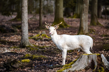 Naklejka na ściany i meble Natural scene of rare white albino deer.