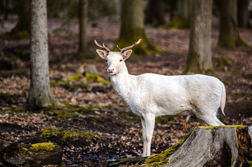 Natural scene of rare white albino deer.