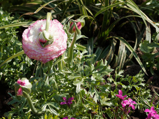 (Ranunculus asiaticus) Renoncule des fleuristes ou renoncule asiatique aux pétales bicolore blanc...