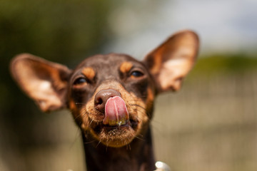 miniature pinscher