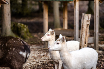 Natural scene of rare white albino deer.