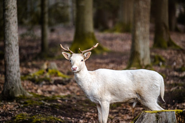 Natural scene of rare white albino deer.