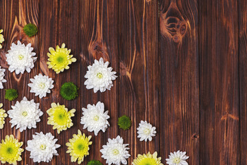 Beautiful chrysanthemum flowers on wooden background.