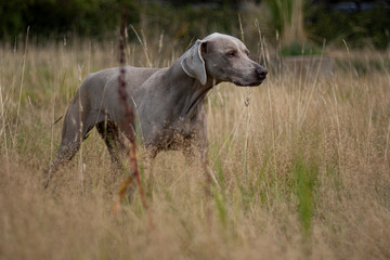 weimaraner