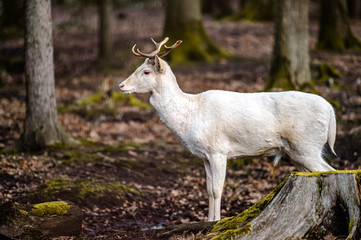 Natural scene of rare white albino deer.