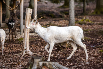 Fototapeta premium Natural scene of rare white albino deer.