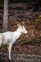 Natural scene of rare white albino deer.