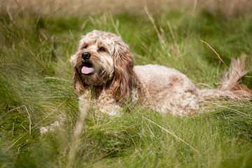 cockapoo