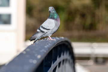 Taube auf einem Geländer einer Brücke