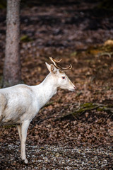 Natural scene of rare white albino deer.