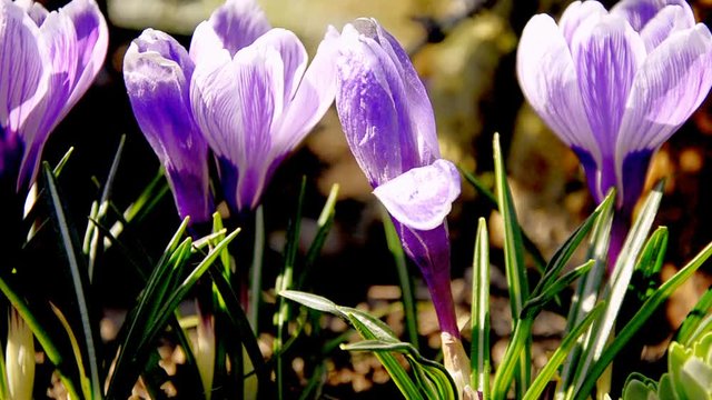 purple crocus in spring.  violet crocus flowers and burgeon on a windy sunny day on the flowerbed. green young leaves and bloom of crocus growing on soil in spring