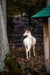 Fototapeta premium Natural scene of rare white albino deer.