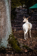 Natural scene of rare white albino deer.