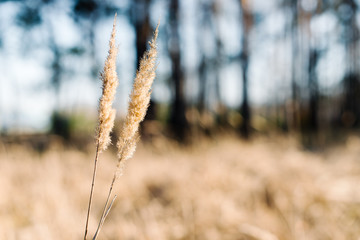 Dry reed (cane) at sunset by the river in the forest with beautiful yellow golden sunlight and bokeh of the forest