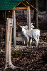 Natural scene of rare white albino deer.