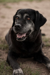 Naklejka premium Labrador