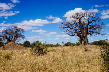 Fototapeta na wymiar Baobab from Serengeti Tanzania Africa