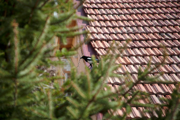 magpie is making a nest on fir tree